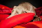 lying Weimaraner