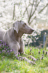 lying Weimaraner