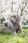 lying Weimaraner