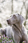 Weimaraner Portrait