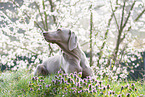 lying Weimaraner