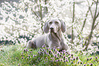 lying Weimaraner