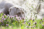 lying Weimaraner