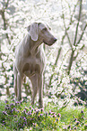 standing Weimaraner