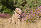 lying Weimaraner