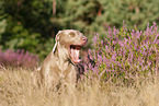 lying Weimaraner