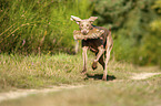 running Weimaraner