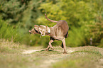 running Weimaraner