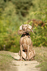 Weimaraner
