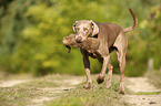running Weimaraner