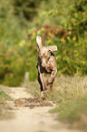 running Weimaraner