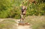 running Weimaraner