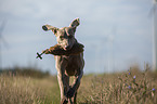 running Weimaraner