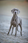Weimaraner