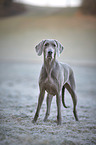 Weimaraner