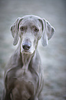 Weimaraner Portrait