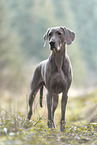 Weimaraner