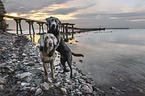 2 dogs