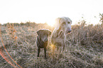 2 dogs