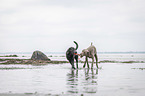 2 dogs