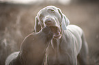 2 dogs
