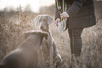 2 dogs