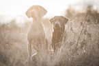 2 dogs