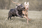 2 dogs