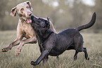 2 dogs