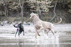 walking Weimaraner