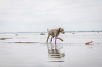walking Weimaraner