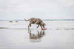 walking Weimaraner