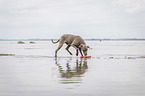 walking Weimaraner