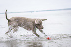 running Weimaraner