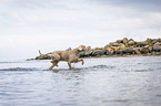 walking Weimaraner