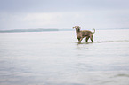 walking Weimaraner