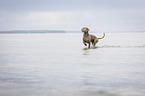 walking Weimaraner