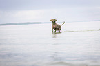 walking Weimaraner