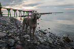 Weimaraner