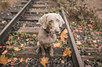sitting Weimaraner