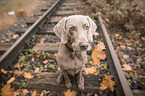 sitting Weimaraner