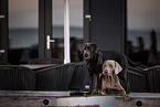 dogs