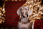 male Weimaraner