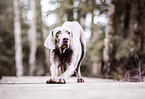 male Weimaraner