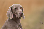 female Weimaraner