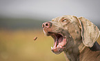 male Weimaraner