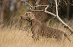 female Weimaraner