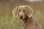 female Weimaraner