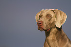 male Weimaraner