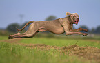 male Weimaraner